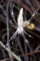 Argiope_syrmatica_F0625_Z_85_Collinsville_Australie
