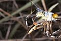 Argiope_syrmatica_F0627_Z_85_Collinsville_Australie