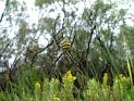 Argiope_trifasciata_F2258_Z_80_-_Malta