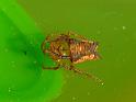 Arkys_ZZ545_D6809_Z_90_Brisbane_Australie