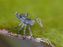 Arkys_alatus_D6673_Z_87_Brisbane_Australie