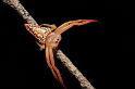 Arkys_cornutus_D8012_Z_90_Darwin_Australie