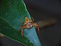 Arkys_lancearius_D6375_Z_90_Brisbane_Australie
