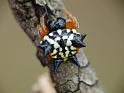 Astracantha_minax_D6572_Z_89_Brisbane_Australie