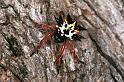Astracantha_minax_F0539_Z_80_Oakey-Roma_Australie
