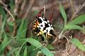 Astracantha_minax_F0559_Z_80_Carnavon_Australie
