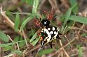 Astracantha_minax_F0560_Z_75_Carnavon_Australie