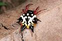 Astracantha_minax_F0561_Z_78_Carnavon_Australie