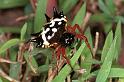 Astracantha_minax_F0562_Z_82_Carnavon_Australie