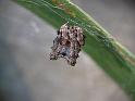 Celaenia_calotoides_D6874_Z_89_Brisbane_Australie