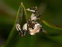 Celaenia_excavata_D2458_Z_85_-_Australie