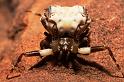 Celaenia_excavata_D7300_Z_89_-_Australie
