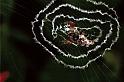 Cyclosa_ZZ084_F0869_Z_85_Giru_Australie