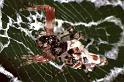 Cyclosa_ZZ084_F0870_Z_78_Giru_Australie