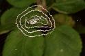 Cyclosa_ZZ084_RF0556_Z_80_Daintree-Giru_Australie