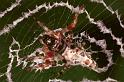Cyclosa_ZZ084_RF0557_Z_78_Daintree-Giru_Australie