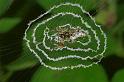 Cyclosa_ZZ084_RF0558_Z_78_Daintree-Giru_Australie