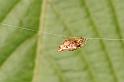 Cyclosa_ZZ388_D5430_Z_85_Yungaburra_Australie