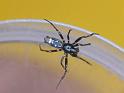 Cyclosa_ZZ585_D6915_Z_89_Brisbane_Australie