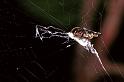 Cyclosa_ZZXYX_F0871_Z_80_Giru_Australie