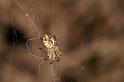 Cyclosa_conica_D5945_Z_89_Royan_Frankrijk