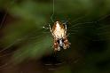 Cyclosa_conica_D5957_Z_88_Royan_Frankrijk