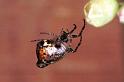 Cyclosa_conica_F1264_Z_82_Laprade_Frankrijk
