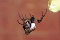 Cyclosa_conica_F1265_Z_88_Laprade_Frankrijk