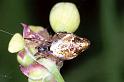 Cyclosa_conica_F1266_Z_79_Laprade_Frankrijk