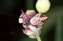 Cyclosa_conica_F1267_Z_77_Laprade_Frankrijk