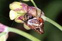 Cyclosa_conica_F1268_Z_77_Laprade_Frankrijk