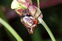 Cyclosa_conica_F1269_Z_77_Laprade_Frankrijk