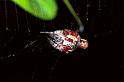 Cyclosa_conica_F1378_Z_75_Montolieu_Frankrijk