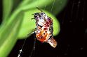 Cyclosa_conica_F1379_Z_76_Montolieu_Frankrijk