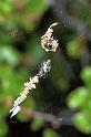 Cyclosa_conica_F1384_Z_75_Montolieu_Frankrijk