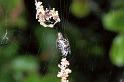 Cyclosa_conica_F1386_Z_88_Montolieu_Frankrijk