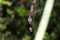Cyclosa_conica_F1387_Z_76_Montolieu_Frankrijk