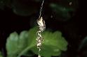 Cyclosa_conica_P0633_Z_90_-_Frankrijk