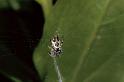 Cyclosa_conica_P0648_Z_90_Soube_Frankrijk