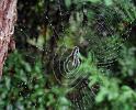 Cyclosa_insulana_D6345_O_90_Brisbane_Australie