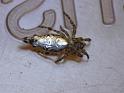 Cyclosa_insulana_D6869_O_89_Brisbane_Australie