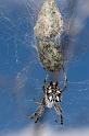 Cyrtophora_citricola_D5905_Z_90_Tenerife_Spanje