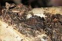 Cyrtophora_exanthematica_D2459_Z_75_-_Australie
