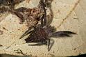 Cyrtophora_exanthematica_D2460_Z_78_-_Australie