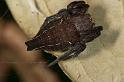 Cyrtophora_exanthematica_D2461_Z_78_-_Australie