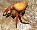 Cyrtophora_exanthematica_D6311_Z_88_Brisbane_Australie