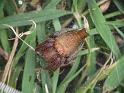 Cyrtophora_exanthematica_D6575_Z_90_Brisbane_Australie