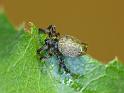 Cyrtophora_exanthematica_D6954_Z_89_Brisbane_Australie