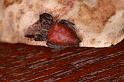 Cyrtophora_exanthematica_D8032_Z_89_Brisbane_Australie