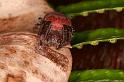Cyrtophora_exanthematica_D8034_Z_89_Brisbane_Australie